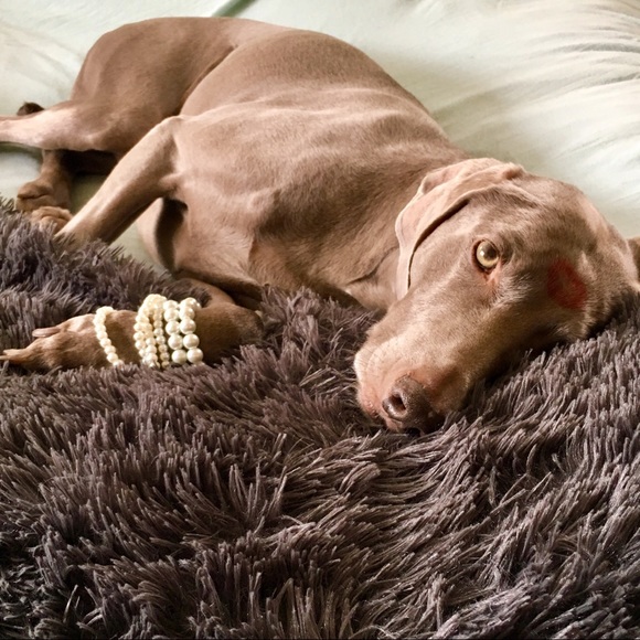 Bookmark this listing so you can find my closet! - Picture 2 of 4